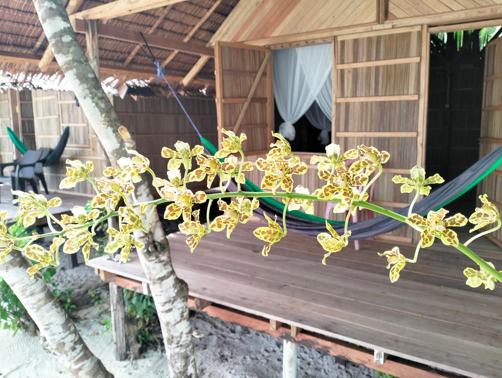 Mambetron Homestay Raja Ampat Pulau Mansuar エクステリア 写真