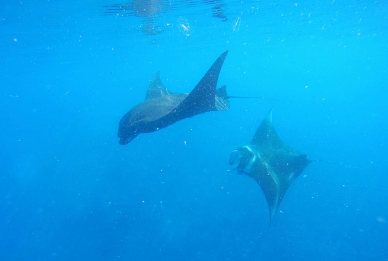 Mambetron Homestay Raja Ampat Pulau Mansuar エクステリア 写真
